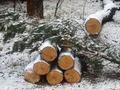 В Самарской области незаконно срубили более 500 сосен