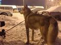 В багажнике брошенной машины в Самаре нашли живую собаку хаски