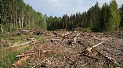 В Самаре на территории для объектов ЧМ-2018 незаконно вырубили деревья