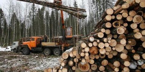 В Самаре возбудили уголовное дело по факту вырубки 216 деревьев