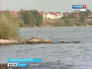 Массовую гибель рыбы в Самарской области могли вызвать водоросли