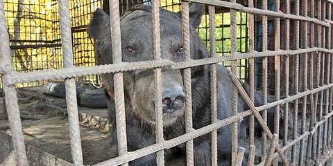 На обочине трассы Самара-Тольятти бросили медведя в клетке