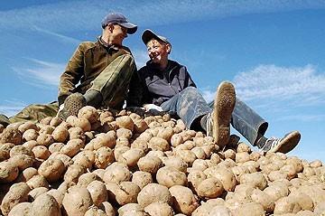 В Самарской области убрали картошку