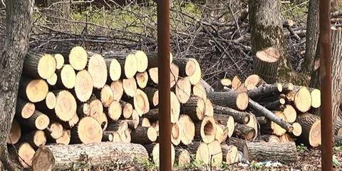 Тольяттинец ответит за незаконную вырубку 28 сосен