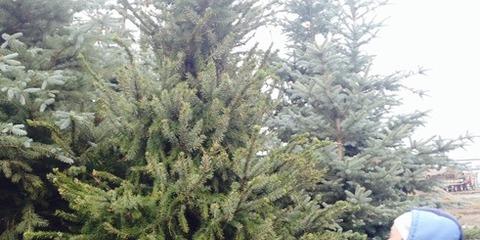 Новогоднюю ярмарку откроют на площади Куйбышева Новогоднюю ярмарку откроют на площади Куйбышева