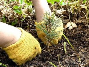 В Ставропольском лесничестве планируют посадить тысячи деревьев