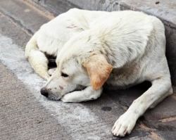 	В Самаре в сквере Устинова обнаружили труп бешеной собаки