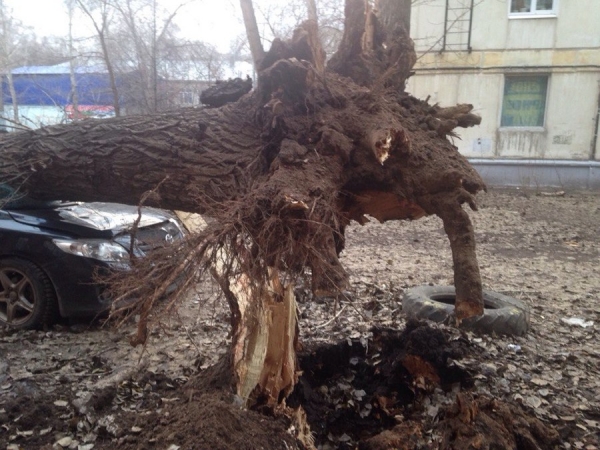 На улице Физкультурной вырванное с корнями дерево смяло иномарку