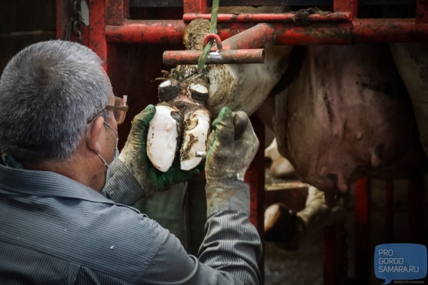 Фоторепортаж с фермы: Зачем коровам нужен педикюр и сколько молока в день они дают