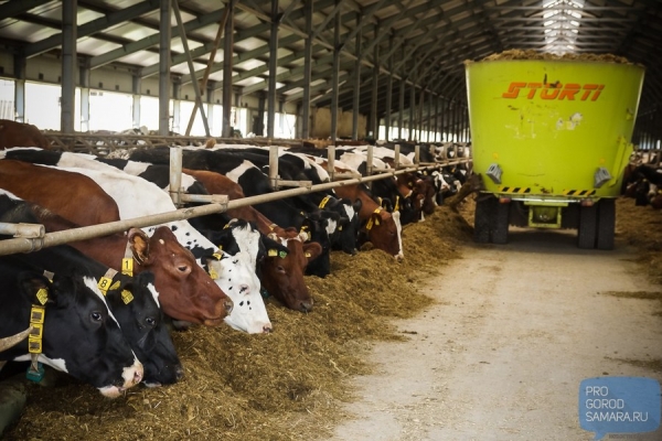 Фоторепортаж с фермы: Зачем коровам нужен педикюр и сколько молока в день они дают
