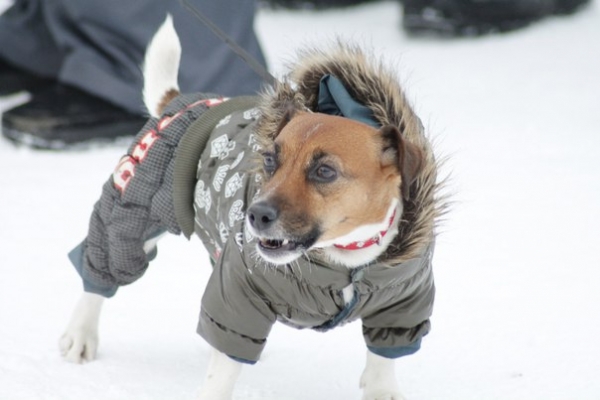 На лыжной базе «Чайка» прошли гонки на ездовых собаках, фоторепортаж