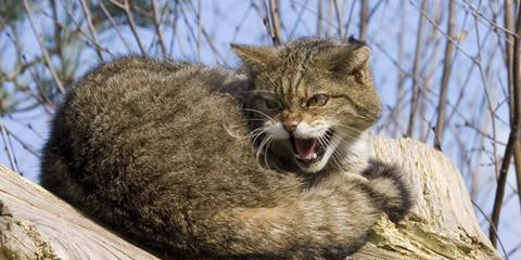 В Самаре из-за кота, больного бешенством, могут ввести карантин