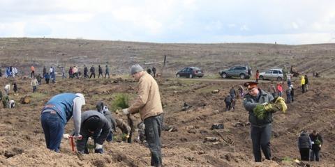 Весенняя посадка лесных культур в Самарской области выполнена на 100%