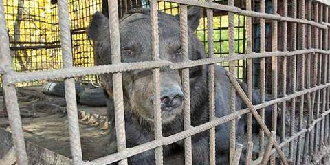 С медведями под Самарой жестоко не обращались